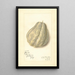 Reproductie van het schilderij Sechium edule - Amanda Almira Newton