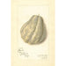 Reproductie van het schilderij Sechium edule - Amanda Almira Newton