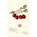 Vaccinium macrocarpon Metallic Bell - Amanda Almira Newton | Schilderij — weergave van het kunstwerk