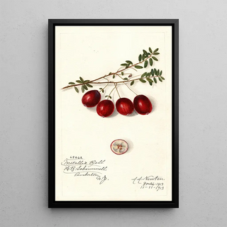 Amanda Almira Newton - Vaccinium macrocarpon Metallic Bell.webp