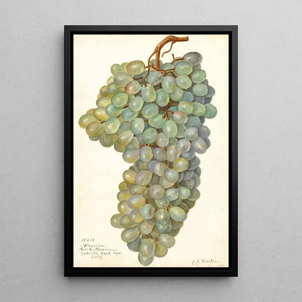 Amanda Almira Newton - Vitis Almeria.webp