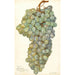 Reproductie van het schilderij Vitis Almeria - Amanda Almira Newton