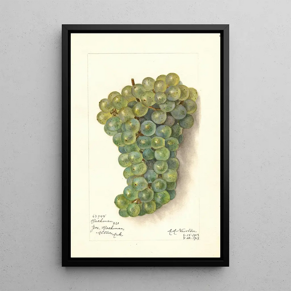 Amanda Almira Newton - Vitis Backman.webp