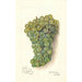 Reproductie van het schilderij Vitis Backman - Amanda Almira Newton