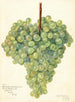 Vitis Clarette à Gros Grains - Amanda Almira Newton — weergave van het kunstwerk