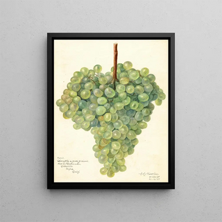 Amanda Almira Newton - Vitis Clarette a Gros Grains.webp