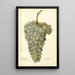 Reproductie van het schilderij Vitis Deis El Aunze - Amanda Almira Newton