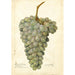 Reproductie van het schilderij Vitis Deis El Aunze - Amanda Almira Newton