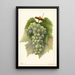 Reproductie van het schilderij Vitis Diamond - Amanda Almira Newton
