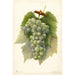 Reproductie van het schilderij Vitis Diamond - Amanda Almira Newton