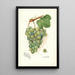 Reproductie van het schilderij Vitis Geraldine - Amanda Almira Newton