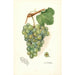 Reproductie van het schilderij Vitis Geraldine - Amanda Almira Newton