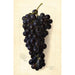 Vitis Goolabie - Amanda Almira Newton — weergave van het kunstwerk