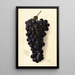 Vitis Goolabie - Amanda Almira Newton — ingelijst kunstwerk aan de muur