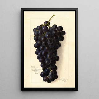 Amanda Almira Newton - Vitis Goolabie.webp