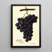 Reproductie van het schilderij Vitis King Philip - Amanda Almira Newton