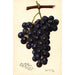 Reproductie van het schilderij Vitis King Philip - Amanda Almira Newton