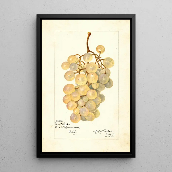 Amanda Almira Newton - Vitis Kurtelaska.webp
