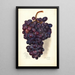 Reproductie van het schilderij Vitis Malakoff Isjum - Amanda Almira Newton