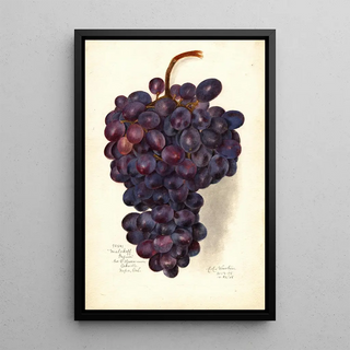 Amanda Almira Newton - Vitis Malakoff Isjum.webp