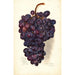 Reproductie van het schilderij Vitis Malakoff Isjum - Amanda Almira Newton