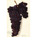 Vitis Malvasia Rosario - Amanda Almira Newton — weergave van het kunstwerk