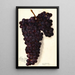 Vitis Malvasia Rosario - Amanda Almira Newton — ingelijst kunstwerk aan de muur