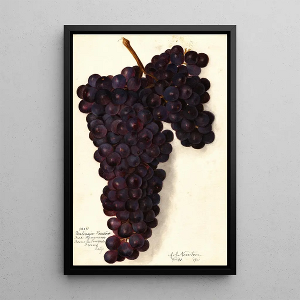 Amanda Almira Newton - Vitis Malvasia Rosario.webp