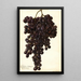 Reproductie van het schilderij Vitis Muscat Noir de Hongrie - Amanda Almira Newton