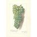 Reproductie van het schilderij Vitis Muscat St - Amanda Almira Newton