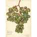 Vitis Muscat d'Alexandrie - Amanda Almira Newton — weergave van het kunstwerk