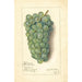 Vitis Niagara - Amanda Almira Newton — weergave van het kunstwerk
