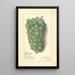 Vitis Niagara - Amanda Almira Newton — ingelijst kunstwerk aan de muur