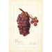 Vitis No - Amanda Almira Newton — weergave van het kunstwerk