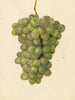 Vitis Ontario - Amanda Almira Newton — weergave van het kunstwerk