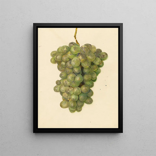 Amanda Almira Newton - Vitis Ontario.webp