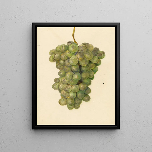 Amanda Almira Newton - Vitis Ontario.webp