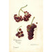 Vitis Panariti - Amanda Almira Newton — weergave van het kunstwerk