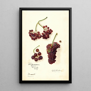 Amanda Almira Newton - Vitis Panariti.webp