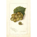 Vitis Scuppernong - Amanda Almira Newton — weergave van het kunstwerk