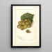Vitis Scuppernong - Amanda Almira Newton — ingelijst kunstwerk aan de muur
