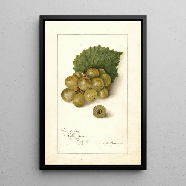 Amanda Almira Newton - Vitis Scuppernong.webp