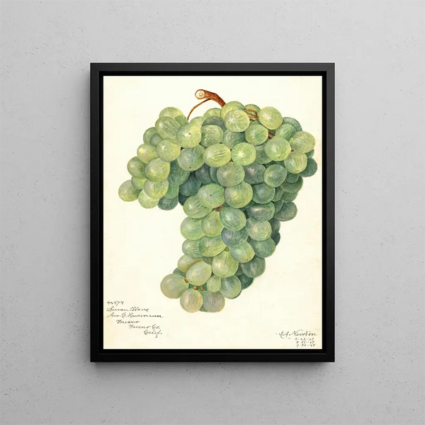 Amanda Almira Newton - Vitis Servan Blanc.webp