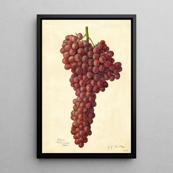 Amanda Almira Newton - Vitis Sultanina Rosea.webp