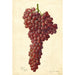 Reproductie van het schilderij Vitis Sultanina Rosea - Amanda Almira Newton