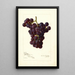 Reproductie van het schilderij Vitis Sunrise - Amanda Almira Newton
