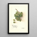 Reproductie van het schilderij Vitis White Southern - Amanda Almira Newton