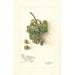 Reproductie van het schilderij Vitis White Southern - Amanda Almira Newton