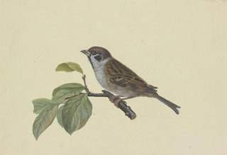 Ambrosius Gabler - Sperling auf einem Pflaumenzweig sitzend nach links.webp