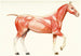 Het musculaire systeem van het paard - Amedeo John Engel Terzi — weergave van het kunstwerk